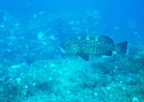 port cros 20-08 013.gif